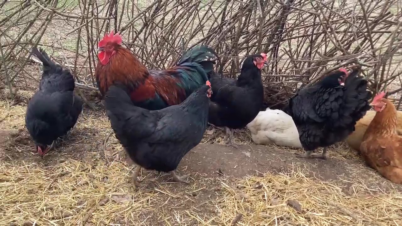 🐓 Познакомьтесь с мистером Лаки Даки (да, я знаю, что он Петух!)