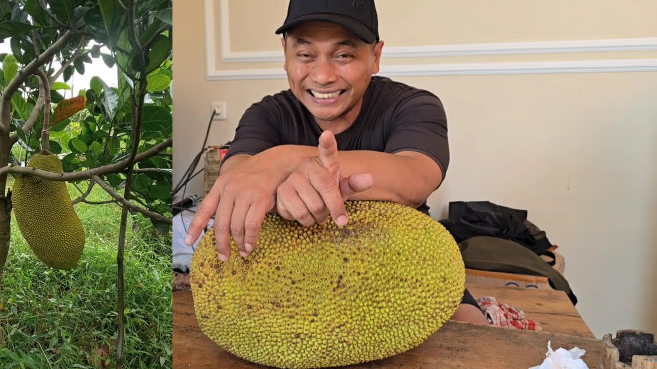 Alasan Harus Menanam Varitas ini