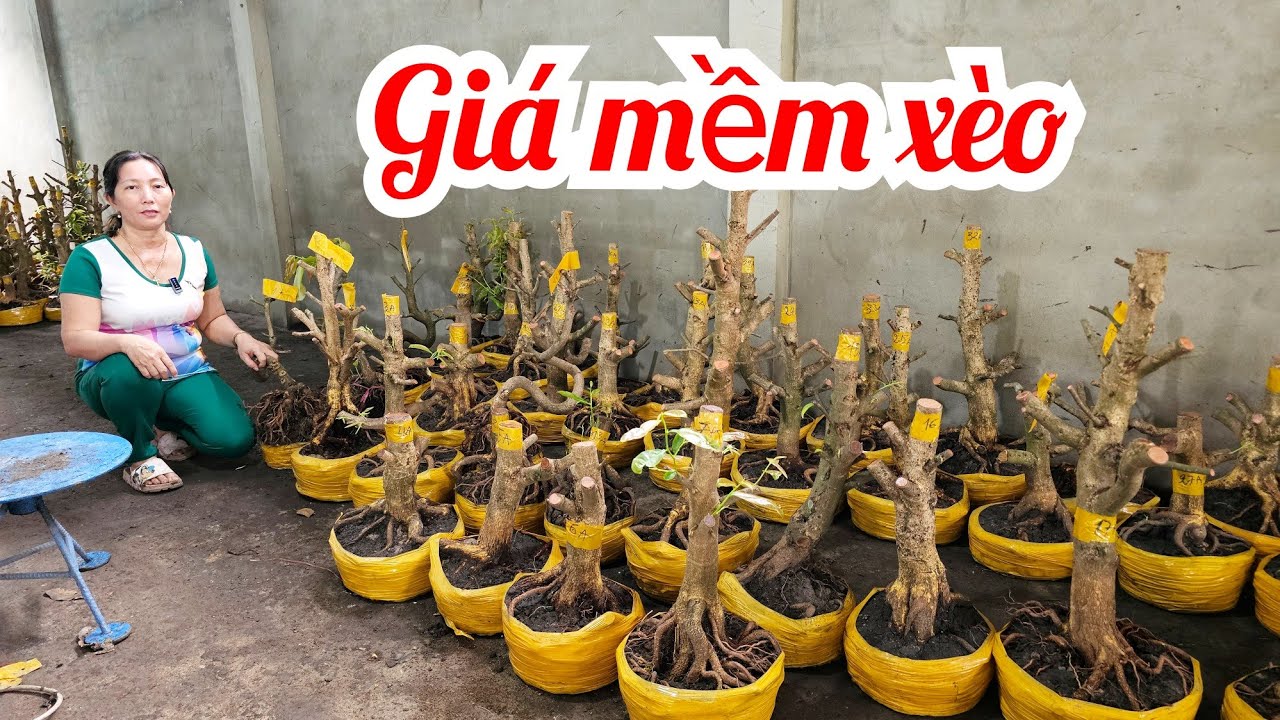 Thủy 📲 0823700129 Đế Vip Mai Giảo Thủ Đức giá rẻ 1/3 Chợ Gạo (@MaivàngQuêdừa)