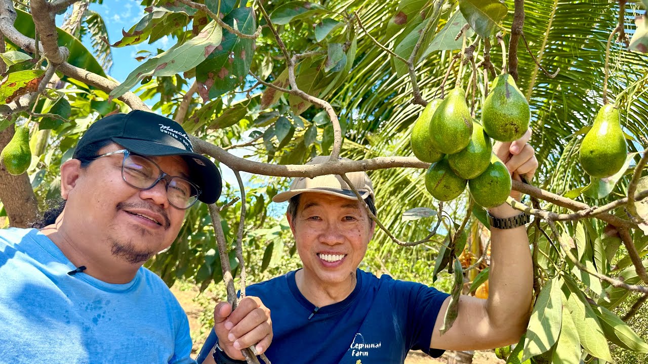 START IT RIGHT sa Farming Para KUMITA at mag ENJOY + Fruit Trees integrated sa Layer Farm