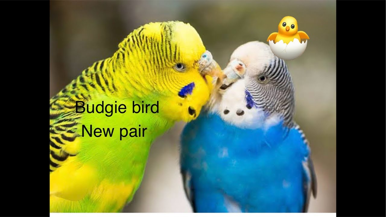 lovebirds cute video
