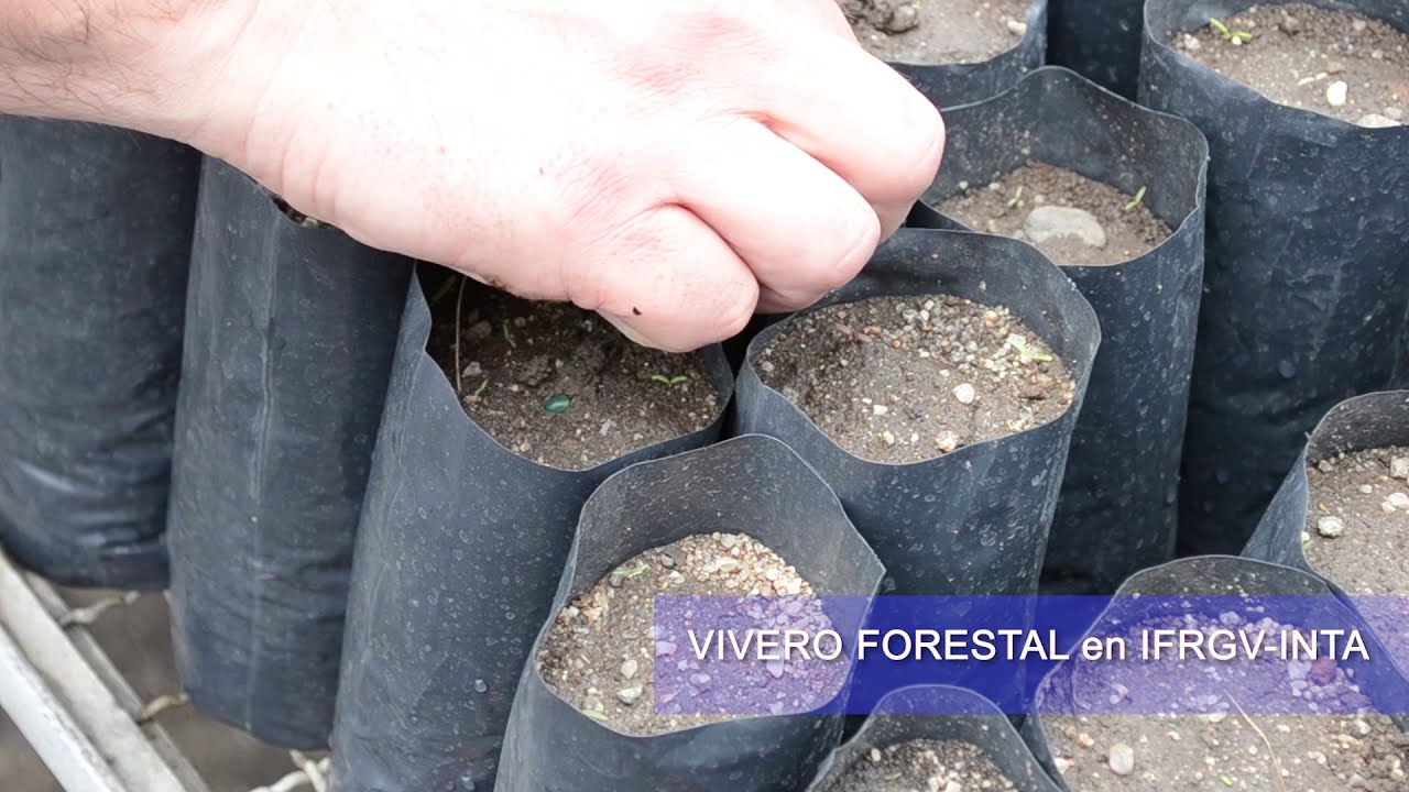 INTA - Producción de plantines de algarrobo blanco