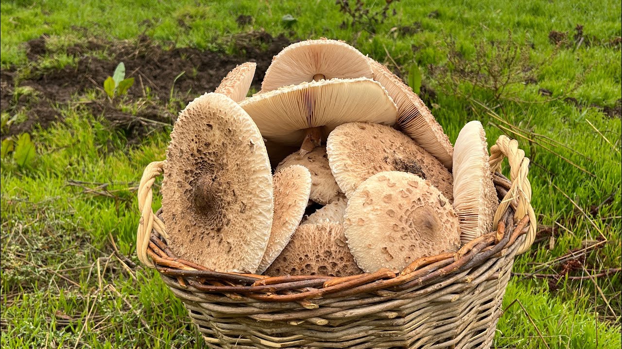 From Forest to Plate: Picking Mushrooms and Cooking a Traditional Romanian Meal