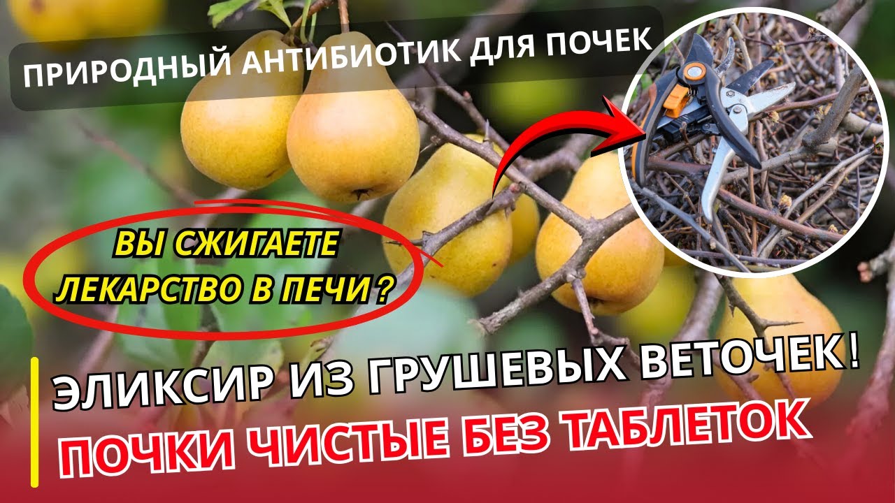 ЦЕННЕЕ ПЛОДОВ! Почему грушевые ВЕТОЧКИ — эликсир жизни для почек и простаты | УРОЛОГ ОТВЕЧАЕТ