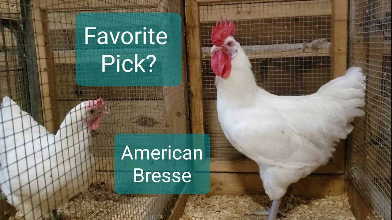 Knee-Jerk Reaction - My best American Bresse Pair - Grow Outs