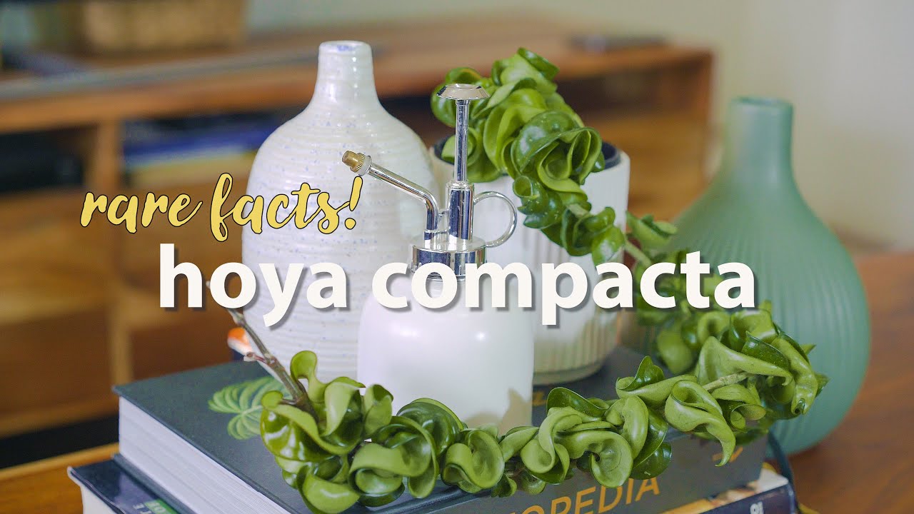 Not-So-Common Facts About Hoya Compacta | Indian Rope Hoya Growth Update