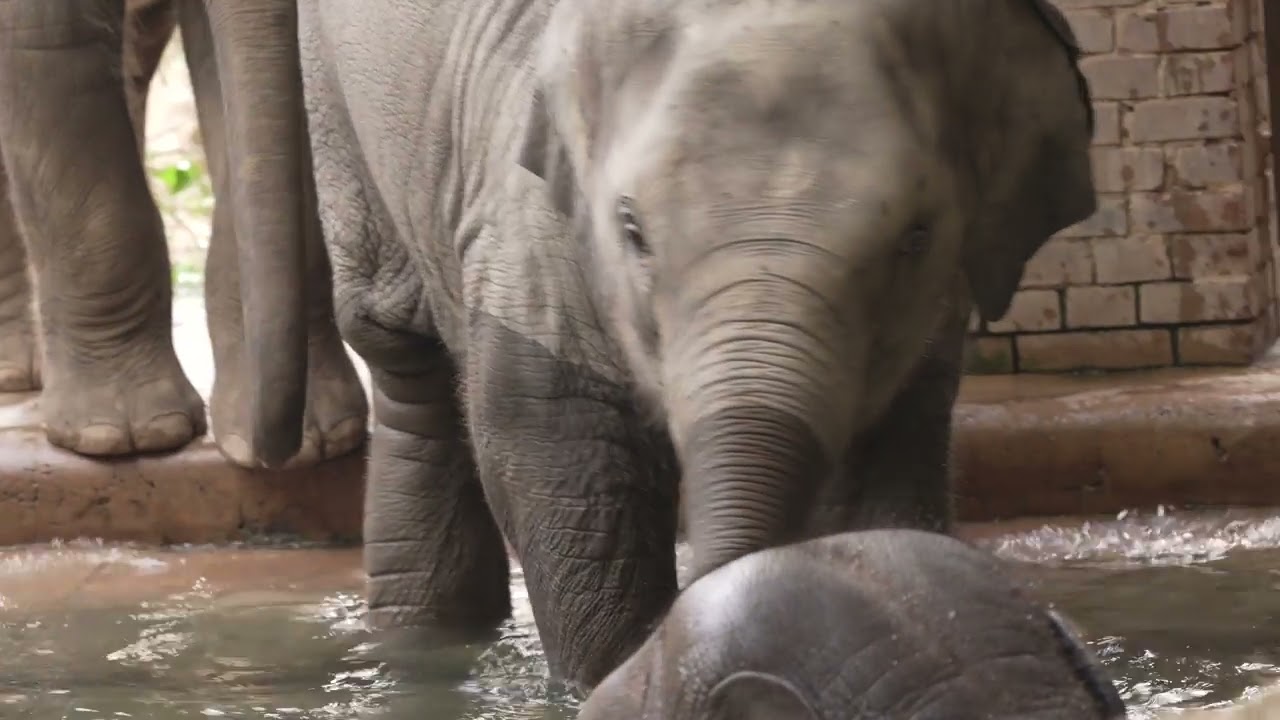 elephant baby swimming zoo,elephant video zoo 4k,Elefant Elefanten Elefantenbaden,ZooVideos@ZooLeipz
