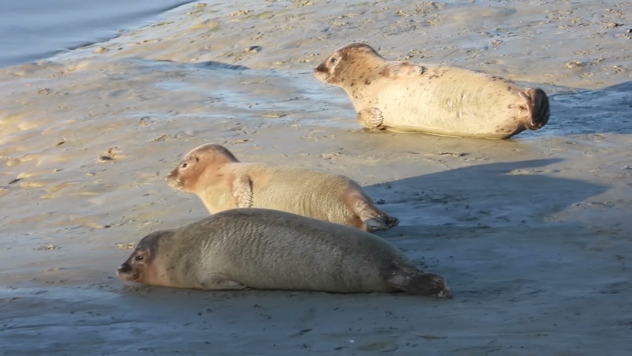 Réserve Naturelle et Nationale Baie de Saint Brieuc  Côtes d'Armor