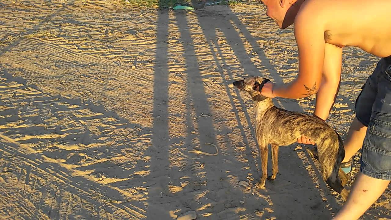 Galgo raza wipper atigrado