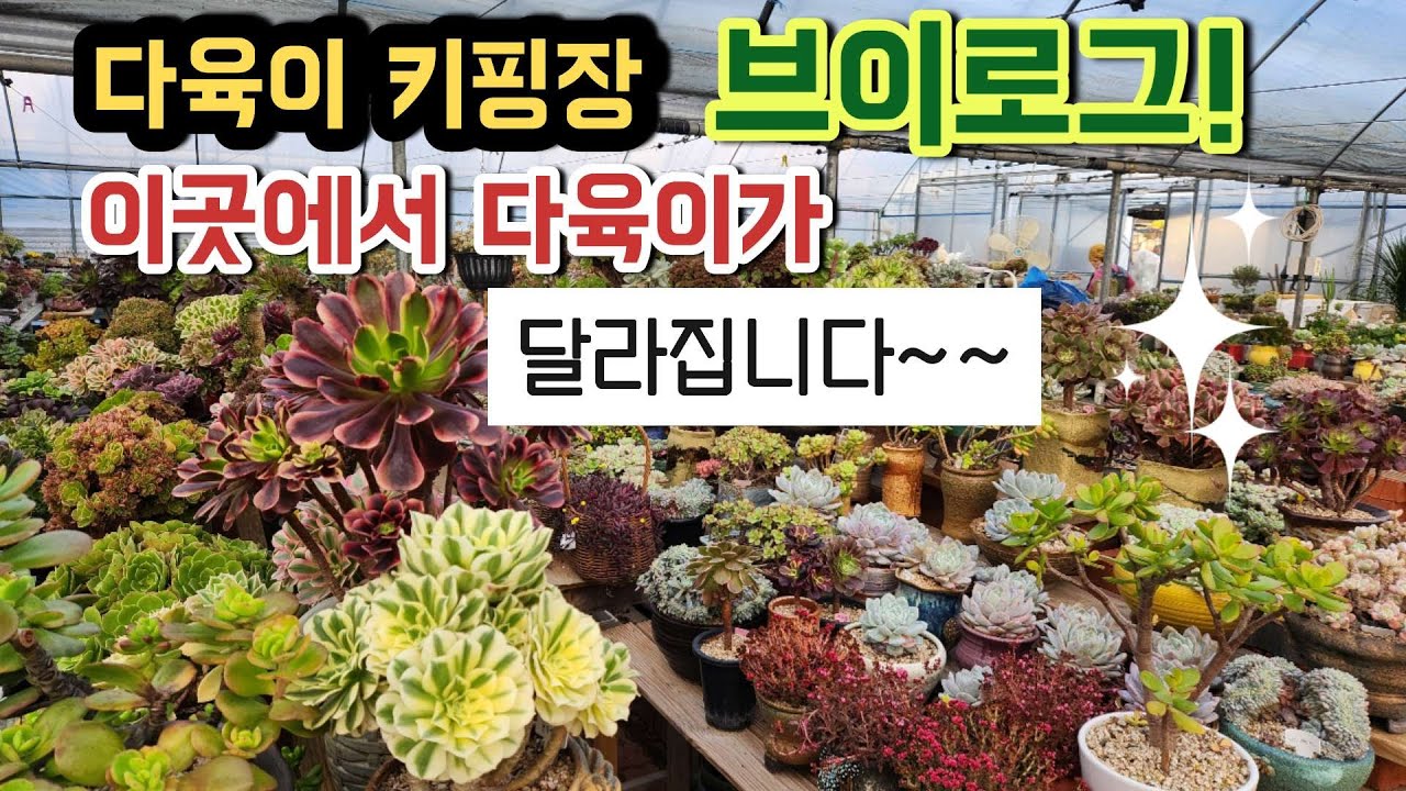 다육이 덕후들의 성지✨ 완성도 높은 키핑장 속 작은 정원들 ㅣ다육이 키핑장 ㅣ#다육이키우기 ㅣ#신쌤의다다육선