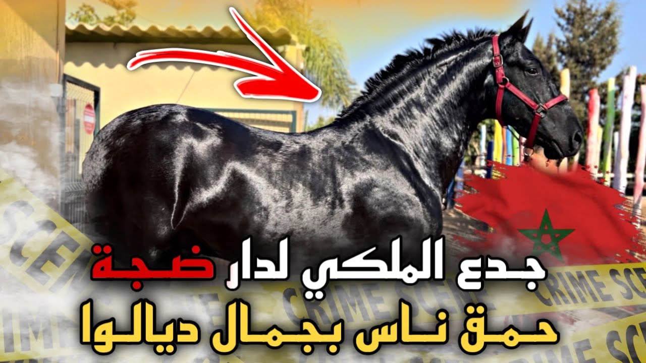 🚨جـدع الملكي لي حمق ناس فسوق تـباع 😱 ومشـى لإسطبل فيه عودات فالموستوى وبنت شـاميخ محبوبة الجميع…