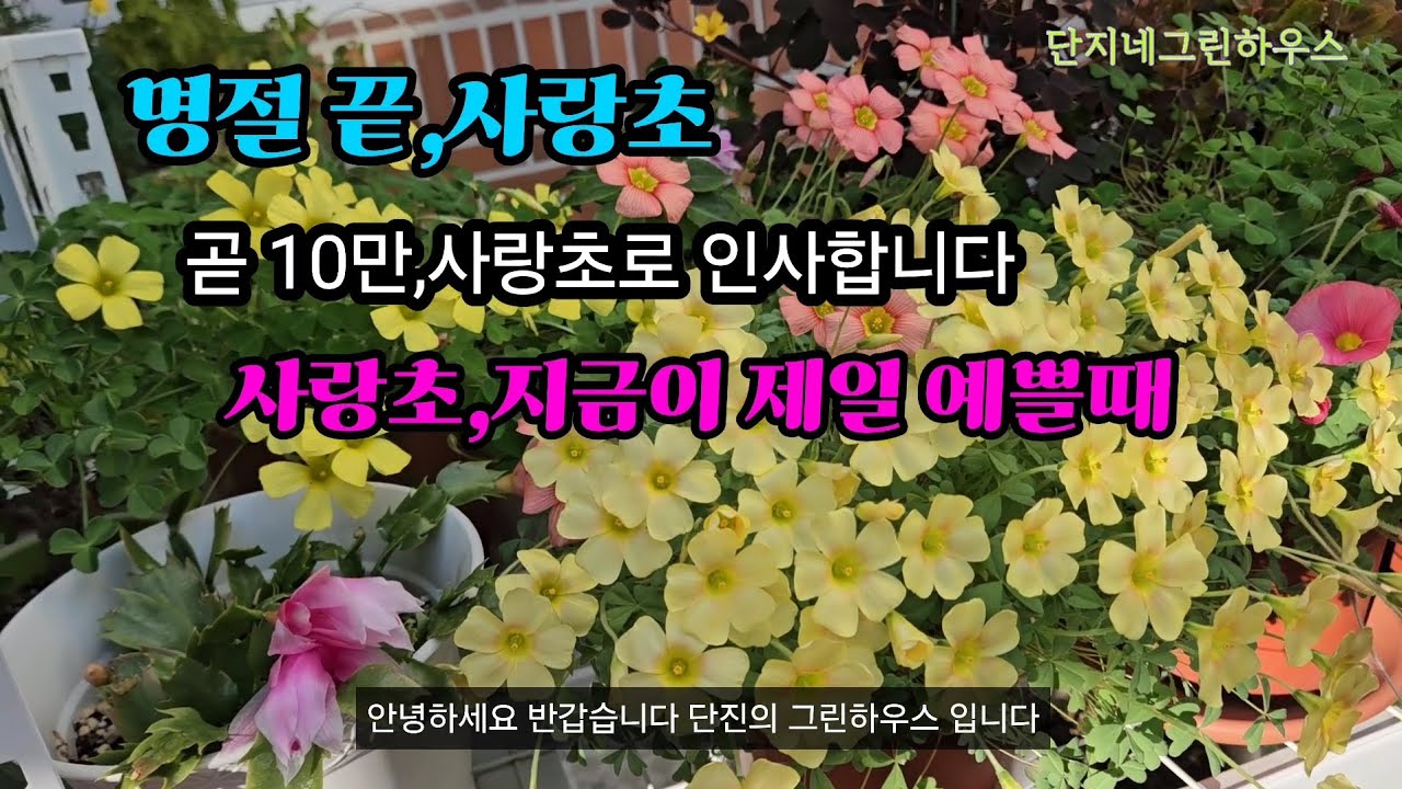 사랑초 지금이 제일 예쁠때#곧10만 앞두고 만난 사랑초