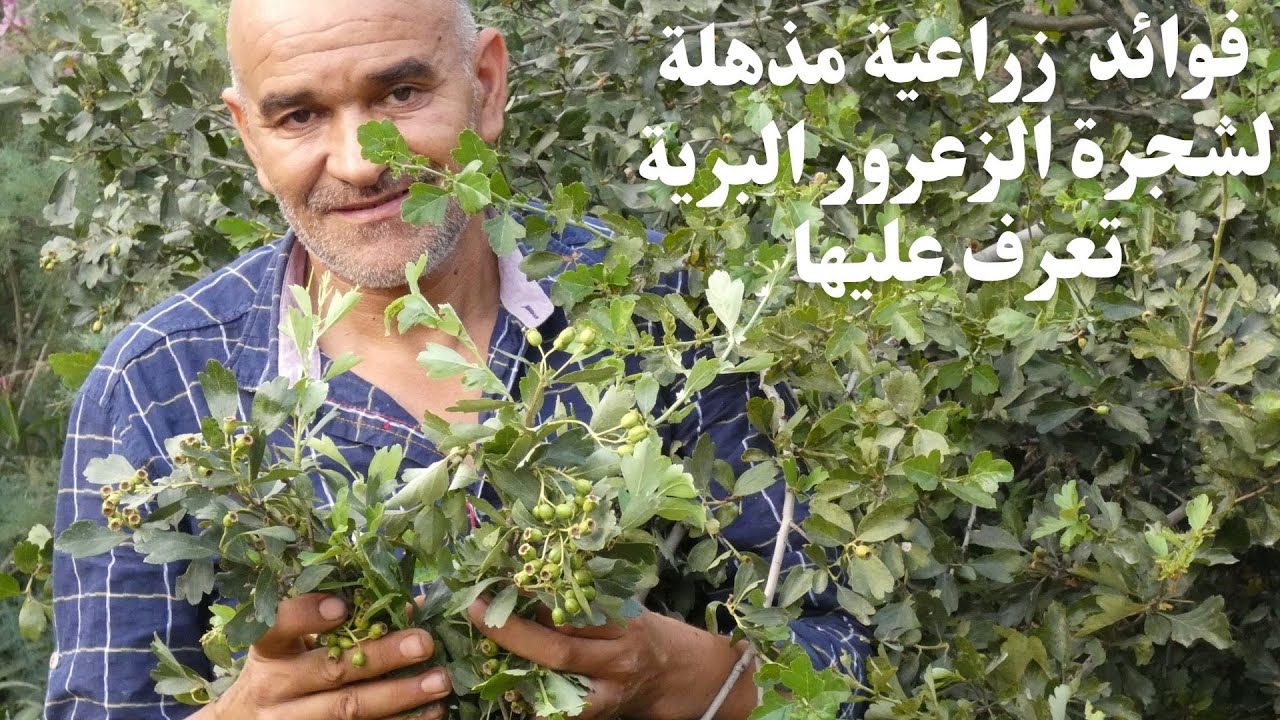 فوائد زراعية وإقتصادية مذهلة لشجرة الزعرور البري. تعرف عليها /Amazing benefits of the hawthorn tree