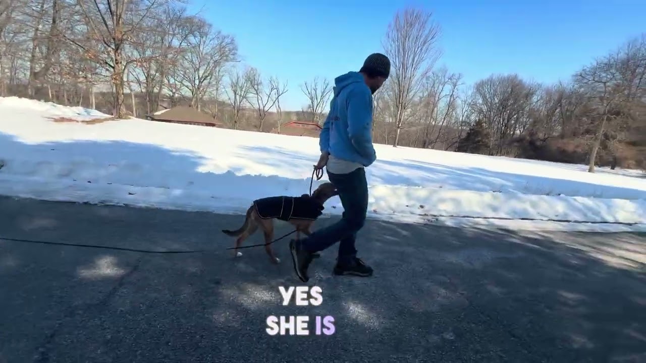 Lottie leash reactivity protocols and heel 