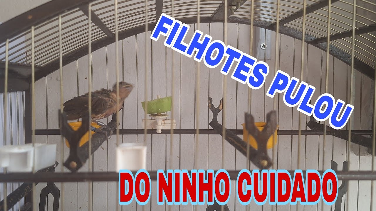COMO TIRA FILHOTES DE COLEIRO PAPA_CAPIM EM CASA PART 25