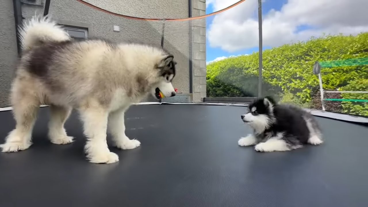 Adorable Dogs Love Their Trampoline! They're So Cute Together!!