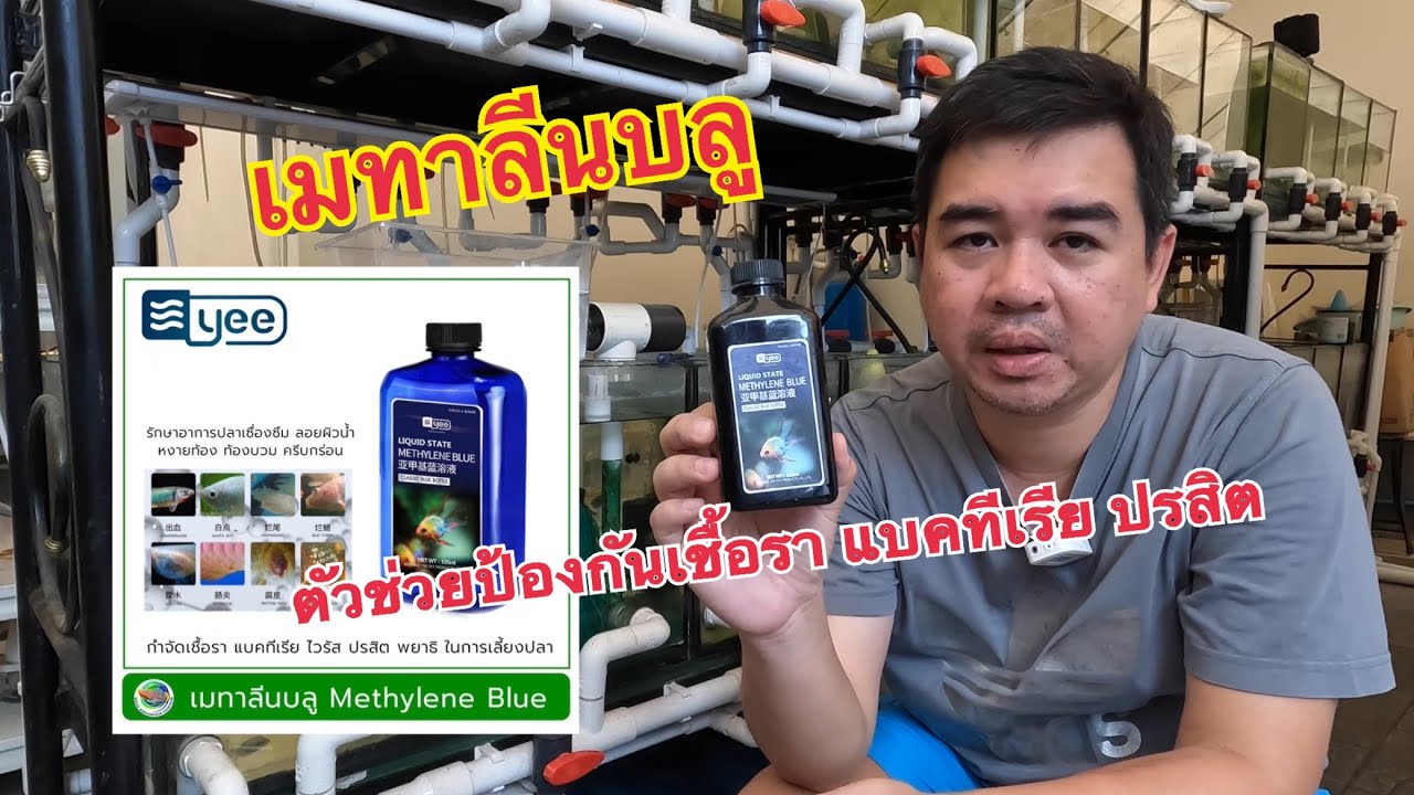 เมทาลีนบลู ตัวช่วยป้องกันเชื้อรา แบคทีเรีย ปรสิต