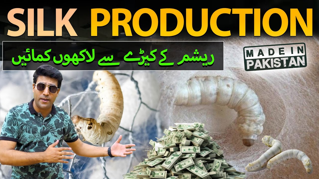 Best Silk Production In Pakistan | Profitable Silkworms Business | Made in Pakistan
