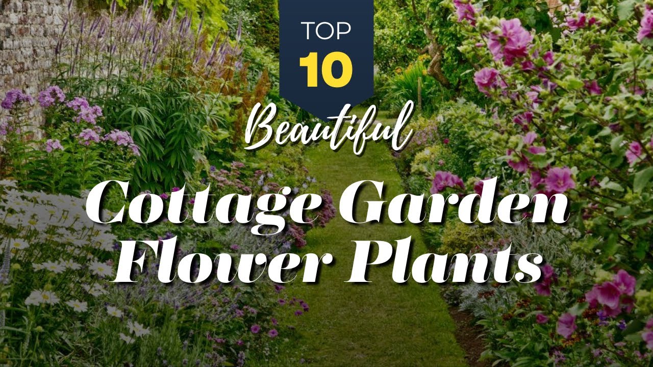 TOP 10 Cottage Garden Flower Plants🌼🏡 Embracing Nature Timeless Beauty🌿🌸