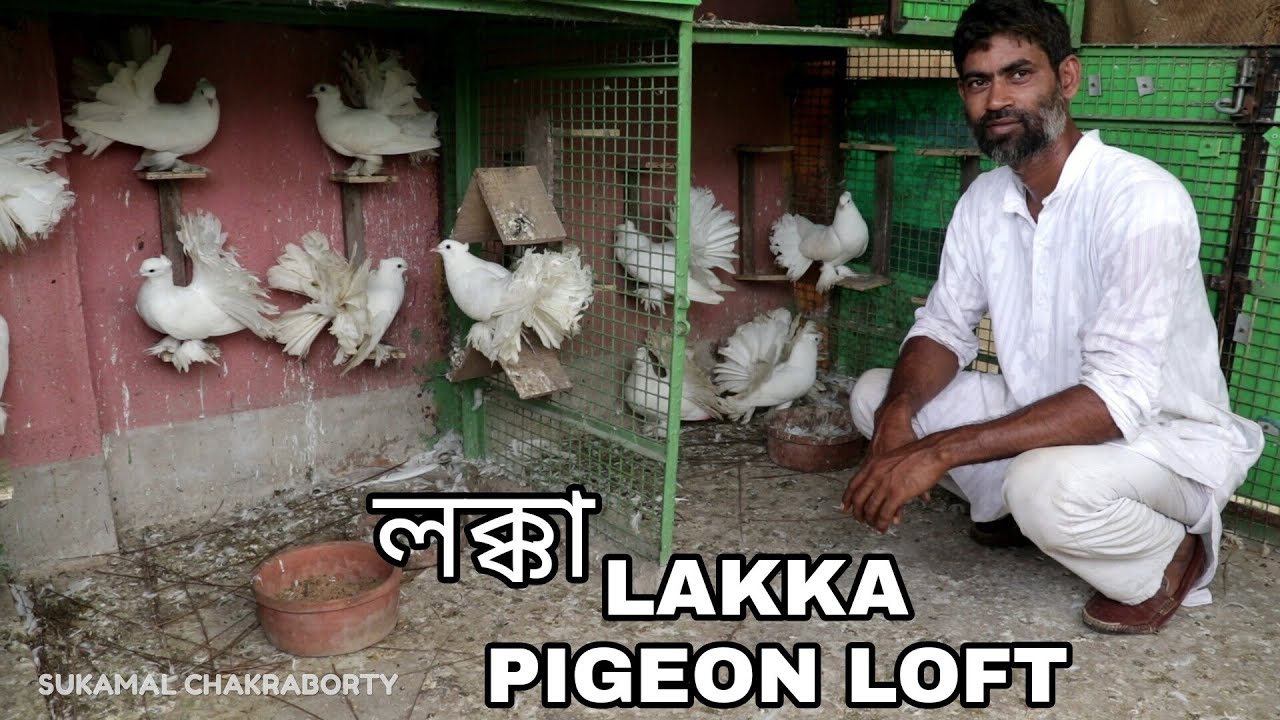 LAKKA PIGEON LOFT OF WALIULLA