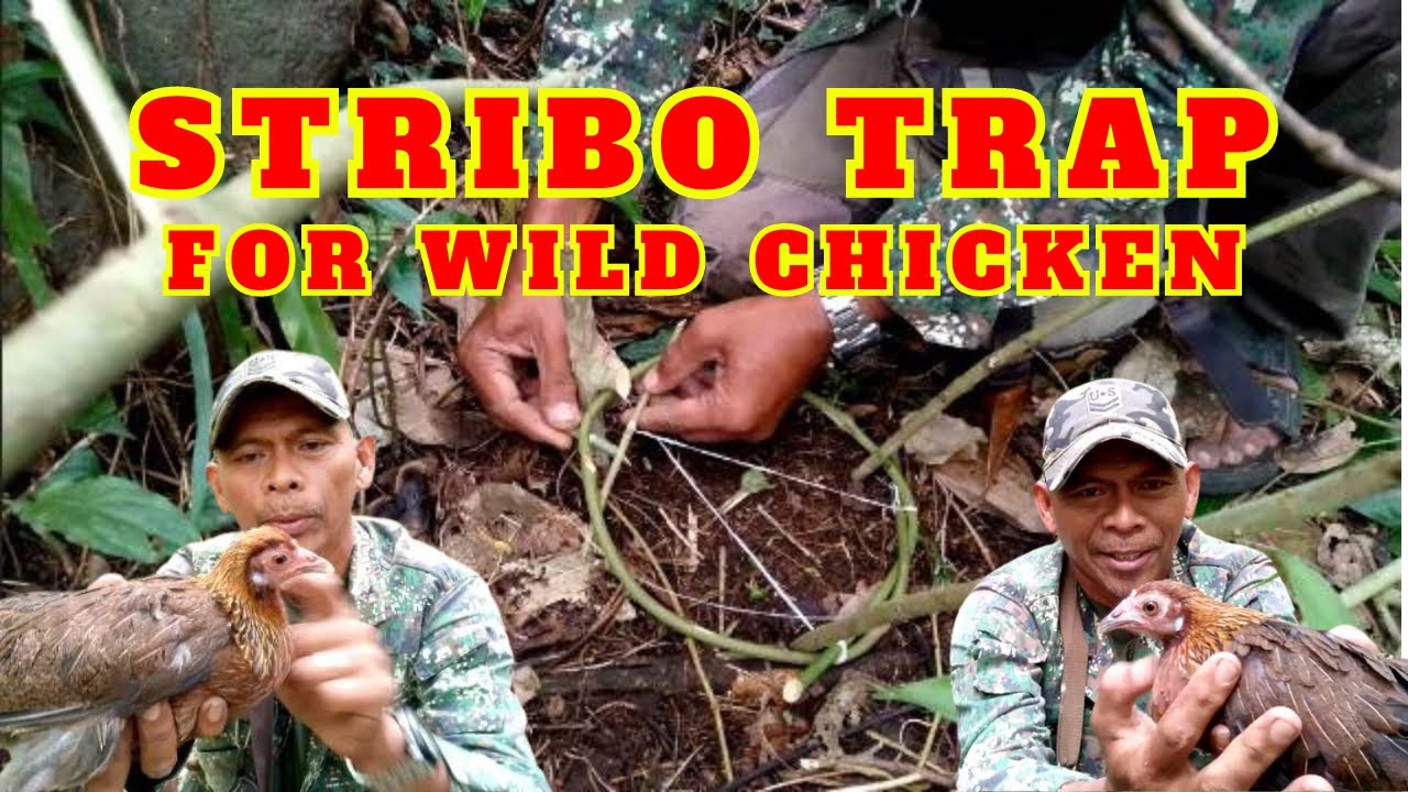 HOW TO MAKE EFFECTIVE STRIBO TRAP FOR WILD CHICKEN? || Tutorial, Catch & release || Juan Lagalag