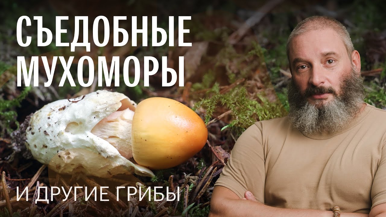 Как отличить пантерный мухомор от краснеющего. Сыроежки. Лепиоты. Осенний опенок. Михаил Вишневский