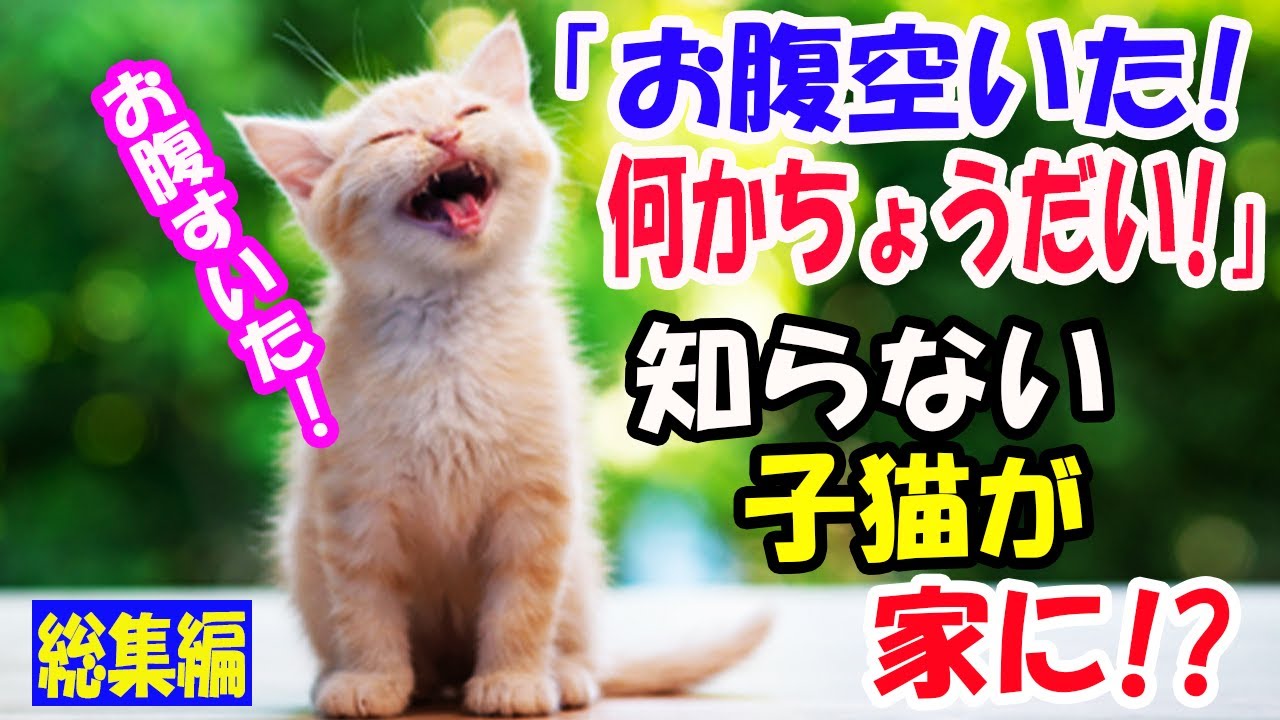 「お腹空いた、何かちょうだい!」突然知らない子猫が家に!? 子猫の事を話したら夫が訝しげな顔をして..【猫の不思議な話】【総集編】