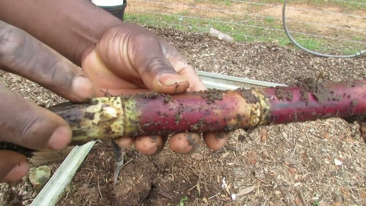 Overwintered Sugar Cane