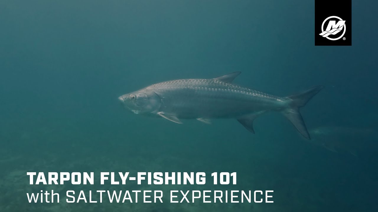Tarpon Fly-Fishing 101 with Saltwater Experience
