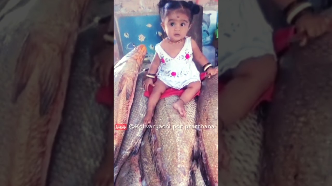 Ghol Masa | घोळ मासा | #fish #fishing #koliwada #agarikoli #kolisong #kolivaryachiporprarthana