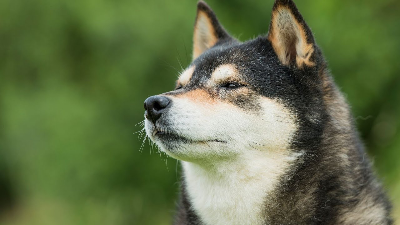 Socializing Your Shiba Inu Puppy: Essential Tips for Successful Playdates