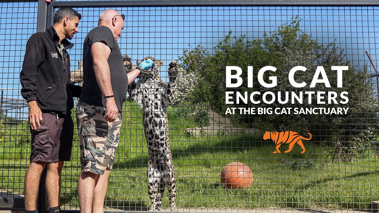 Big Cat Encounter at The Big Cat Sanctuary