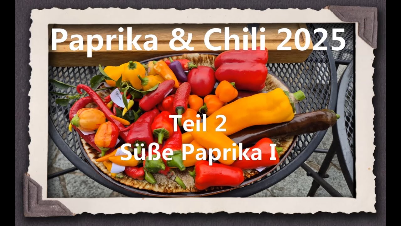 Paprika & Chili 2025 Teil 2 - Süße Paprika I