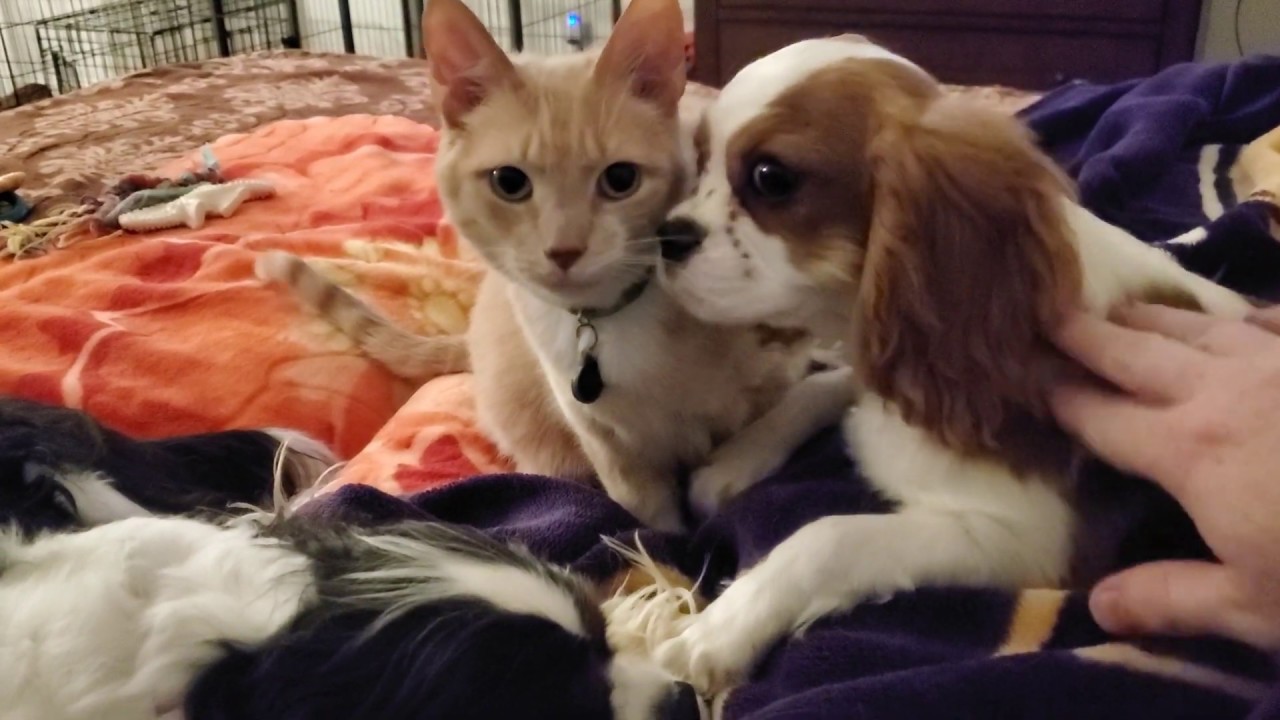 Cavaliers and our Cat Oliver (How Cavaliers interact with other Animals)