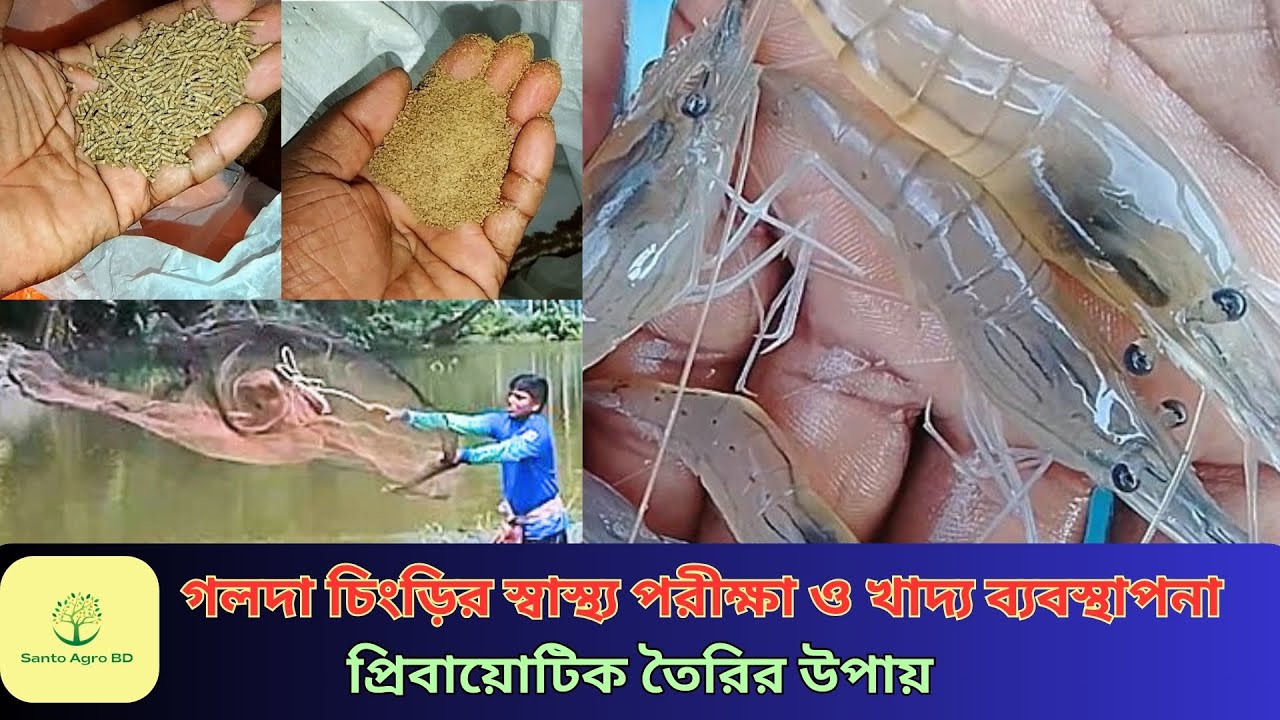 গলদা চিংড়ির স্বাস্থ্য পরীক্ষা ও খাদ্য ব্যবস্থাপনা|প্রিবায়োটিক তৈরির উপায়| Golda Chingri Farming Tips