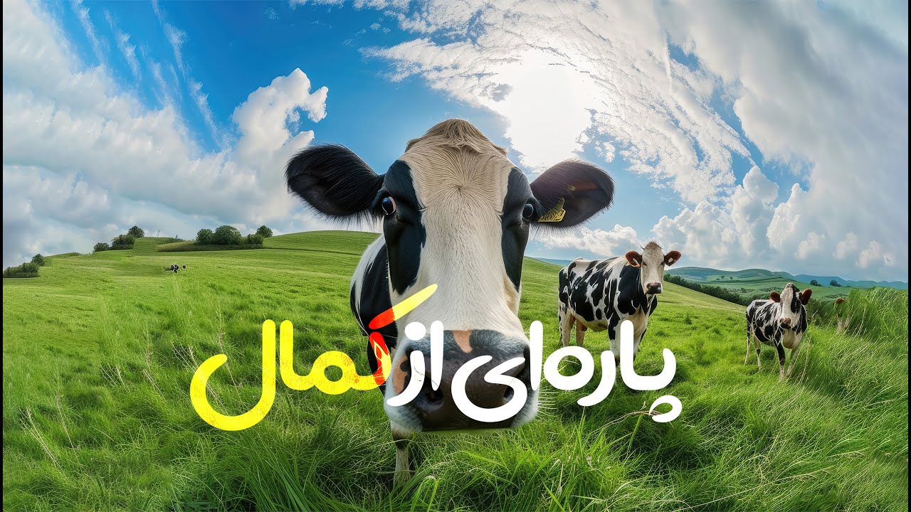 تصادف یا پاره‌ای از کمال !؟ | داکتر نقیب الله ذکیᴴᴰ