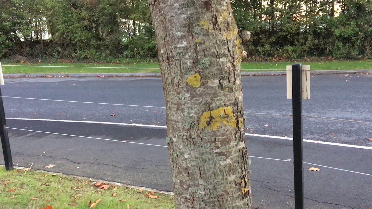 Wild service tree - trunk - November 2018