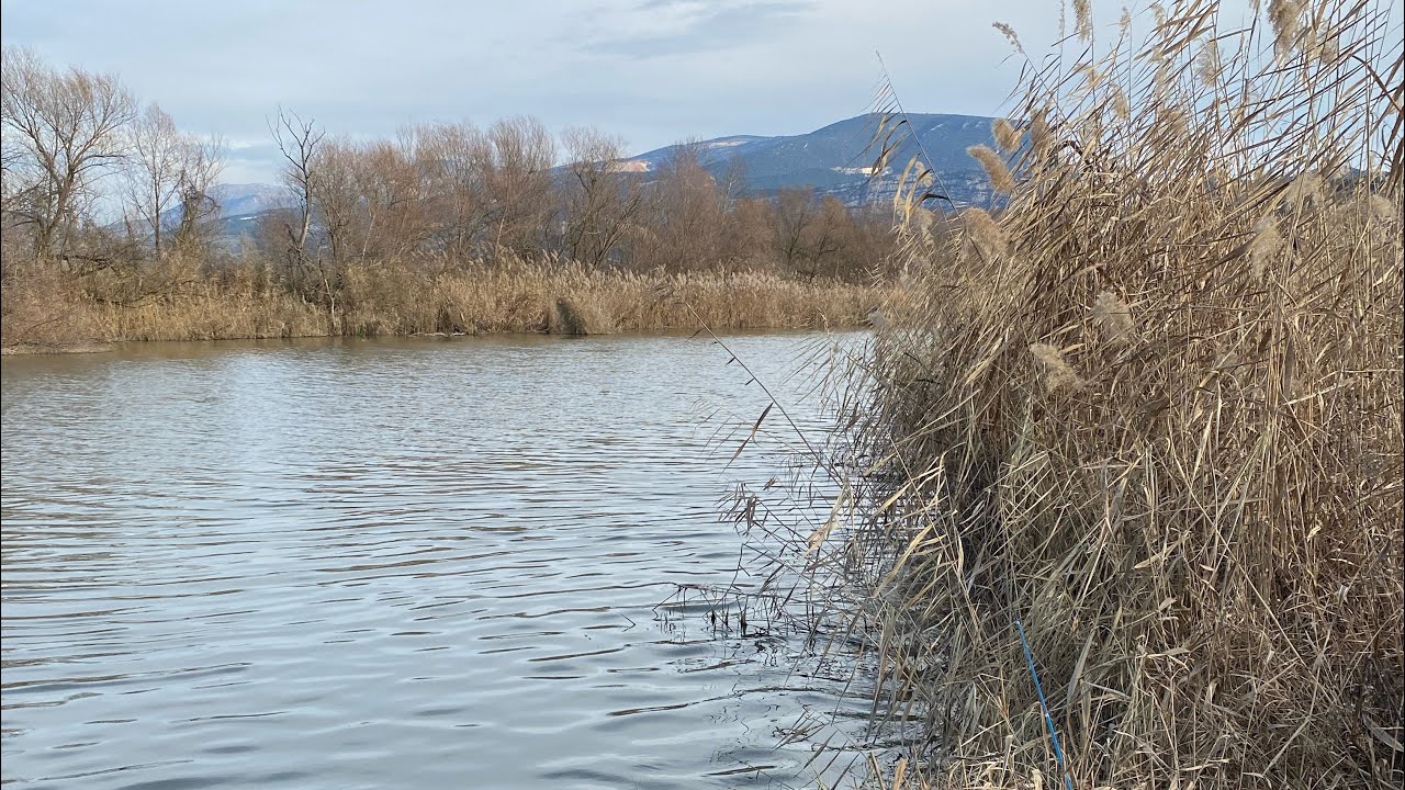 Sakarya nehri balık avı #2026 #keşfet #fishing #carpfishing #fish #trending #keşfetbeniöneçıkar 