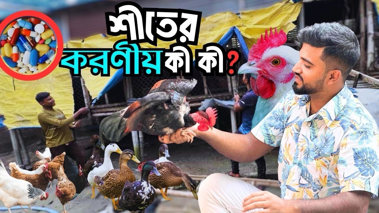 শীতের আগে খামারে কি কি করণীয় এবং কি কি ওষুধ খাওয়ালে হাঁস মুরগি সুস্থ থাকে জানুন?