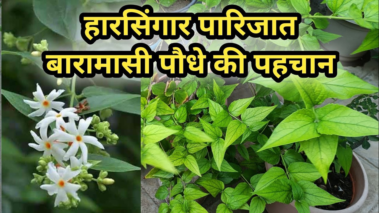 हरसिंगार पारिजात बारहमासी पौधे की पहचान कैसे करे | How to identify Harsingar Parijat perennial plant