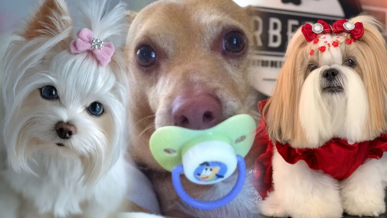 Animais engraçados tente não rir as melhores Narrativas animals Cleitinho fubá 