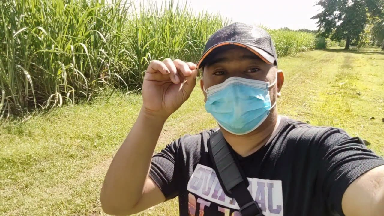 Planting Sugarcane ( pagtatanim ng tubo ) from 0 to 6 months old