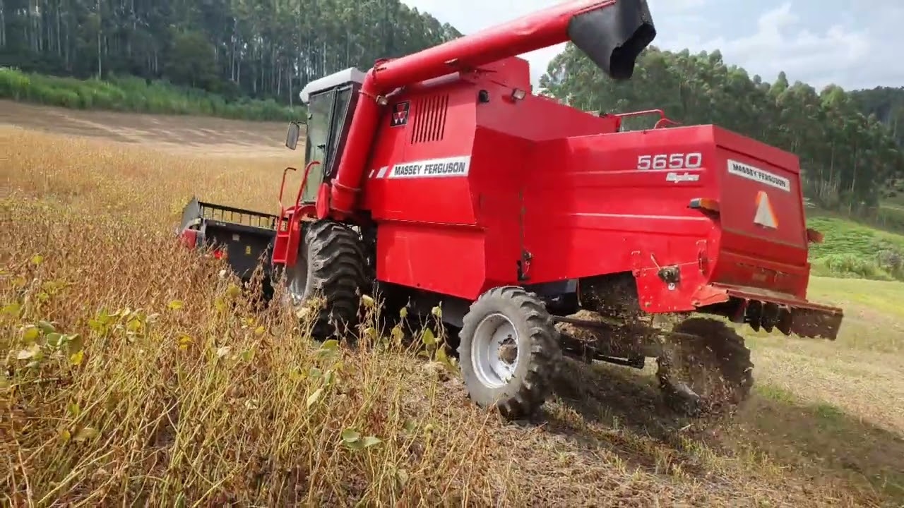 MF 5650 hydro na colheita