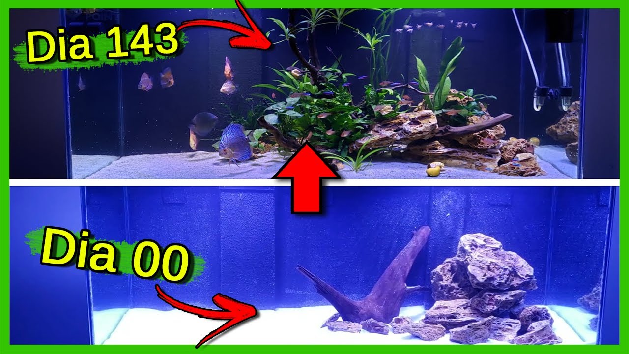 Evolução do meu Aquário de Discos depois de 5 meses!