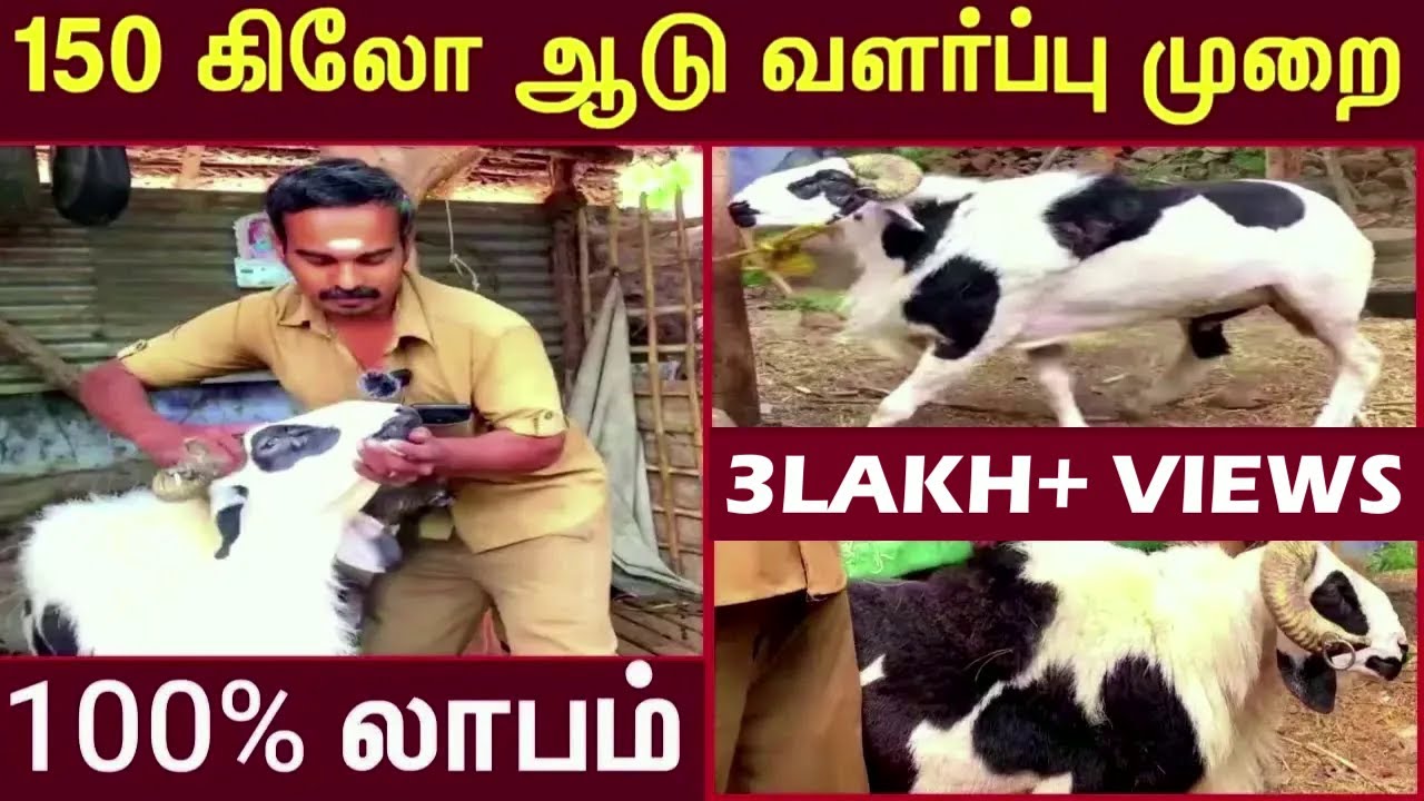 150 கிலோ வரை வளரும் ஆடு வளர்ப்பு -  லாபம் தரும் ஆட்டுவளர்ப்பு முறை - Goat Farming Business Ideas