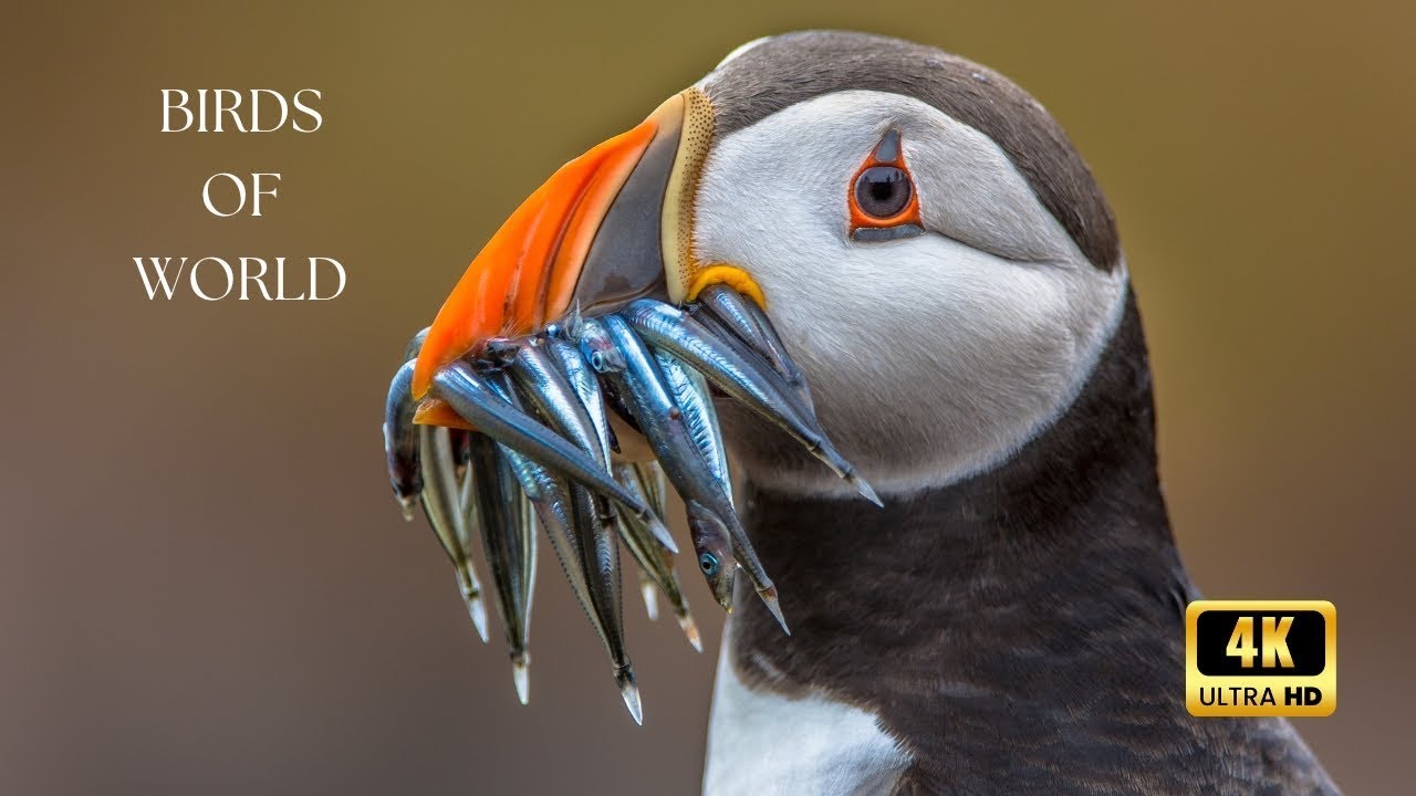 Birds of the World in 4K 🕊️ | Relaxing Nature Music & Wildlife Documentary