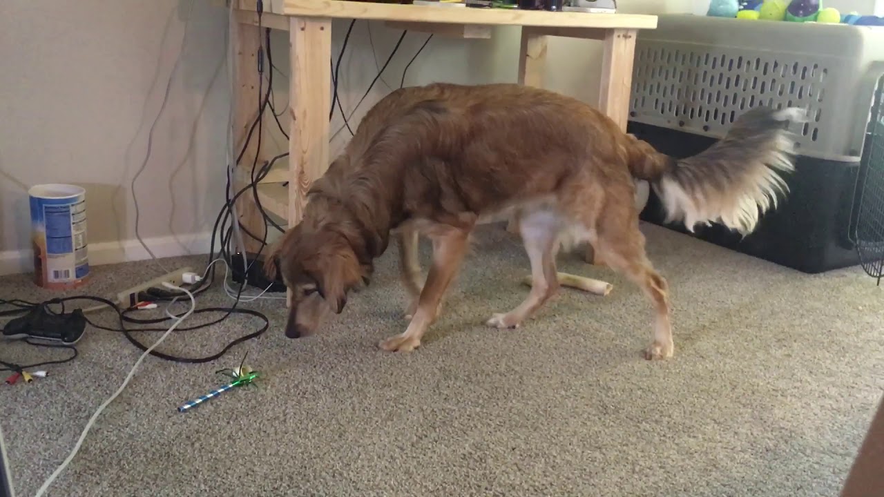 JackTheDog Has Fun With Party Blowers