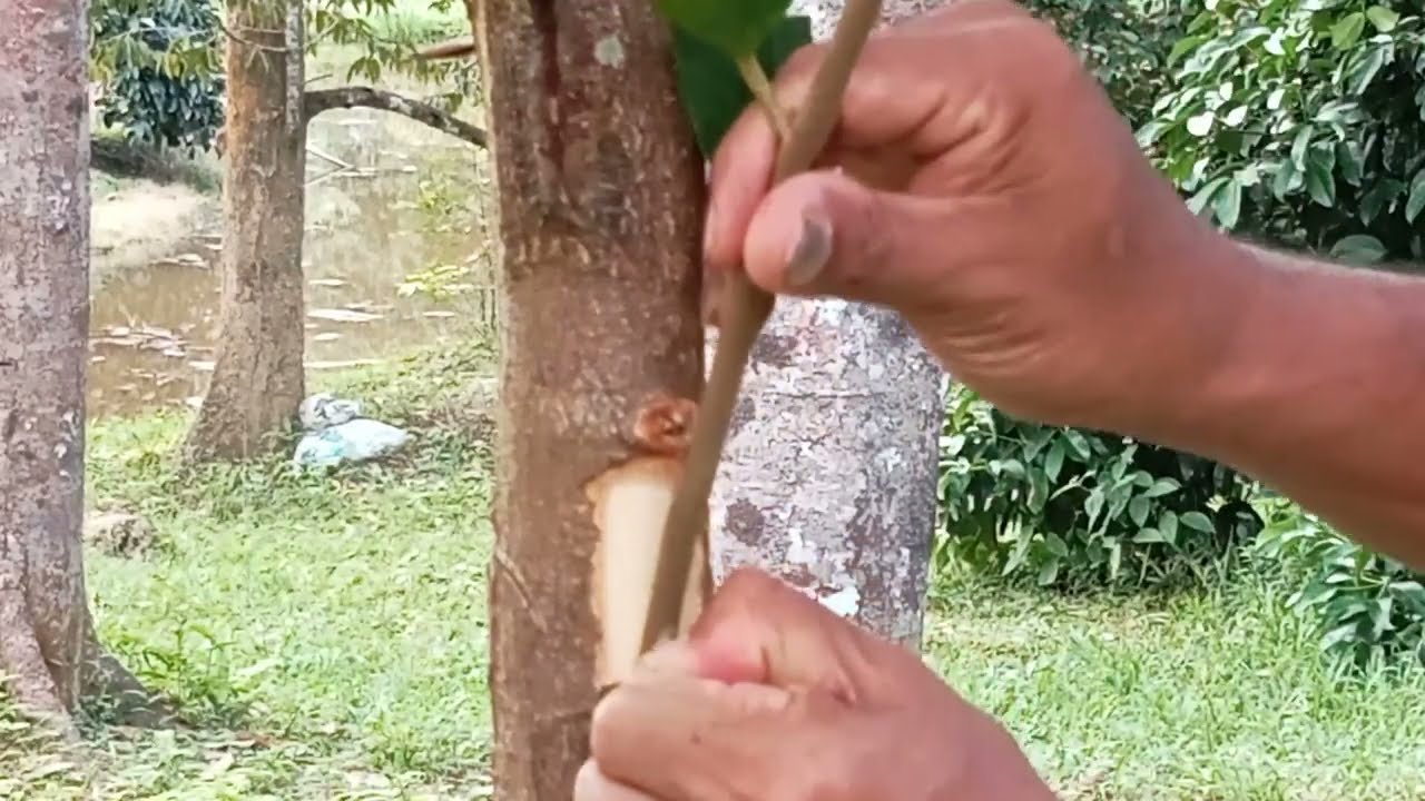 Grafting musangking durian, မူစံကင်း ဒူးရင်း ကိုင်းဆက်နည်း