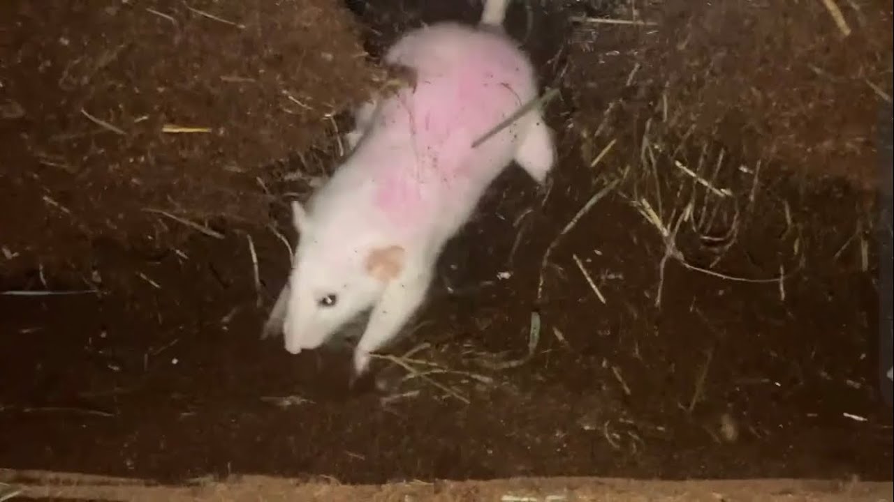 pink rat digs hole to nirvana