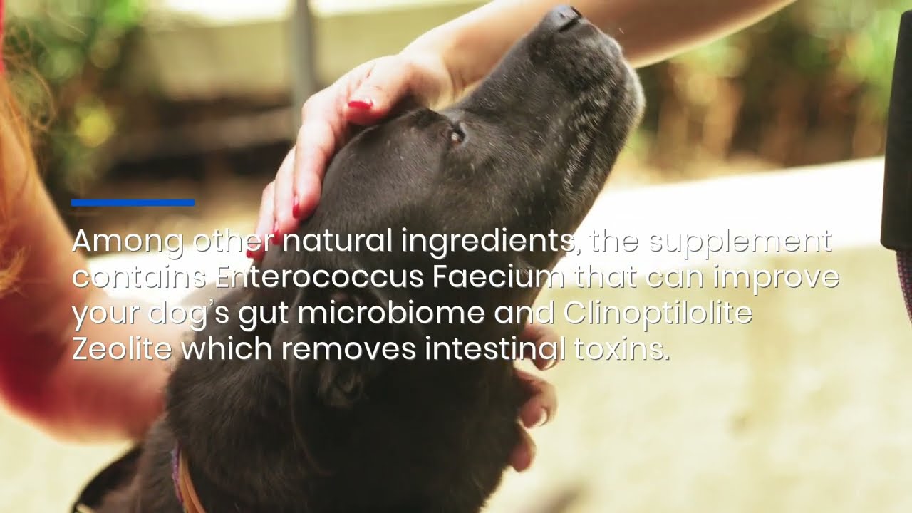 Get Your Furry Friends Feeling Great With These Amazing Natural Pet Supplements!